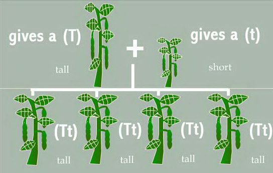 Review of  Mendel’s Genetics
