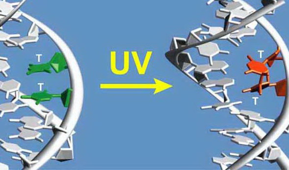The blueprint of life [5]: spectroscopic and thermal properties of DNA