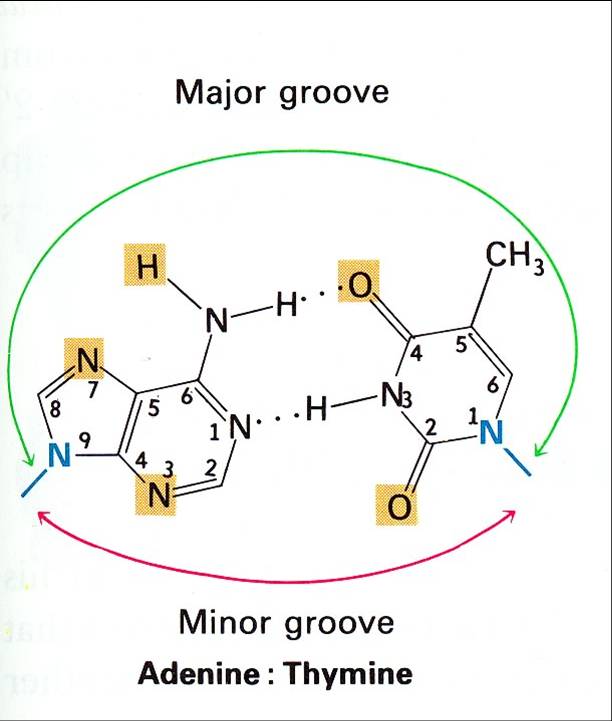 major groove A_T