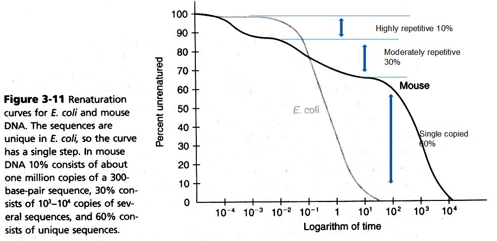 RENATURATION CURVES FOR E.COLI &MOUSE DNA, shown by prof. Dong