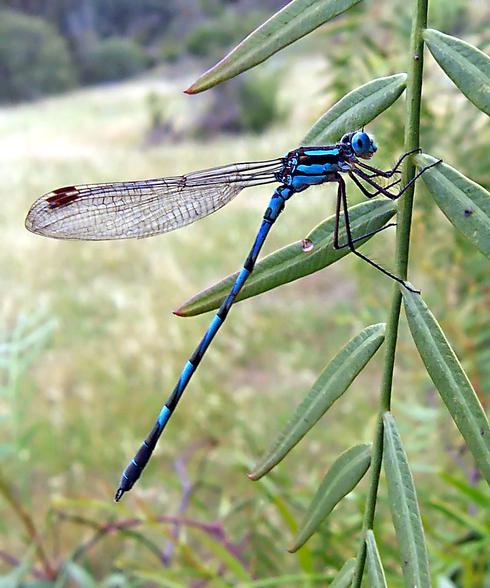 IIllustrations of wild animals [insect 3 Odonata]