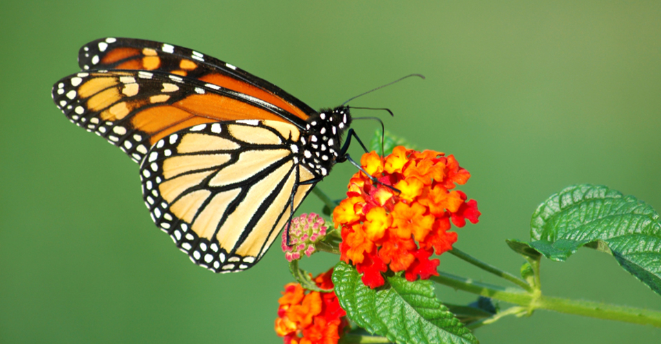 Flight Behavior: What Is The Use of Saving A Planet That Has No Soul Left In It?
