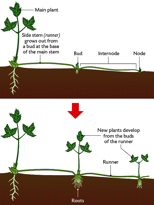 NATURAL VEGETATIVE PROPAGATION. New plants grow from parts of the parent. (image from: leavingbio.net)