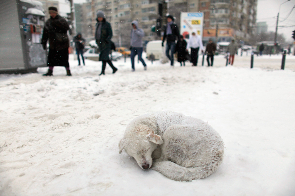 Stray Animals Not Safe In Winter