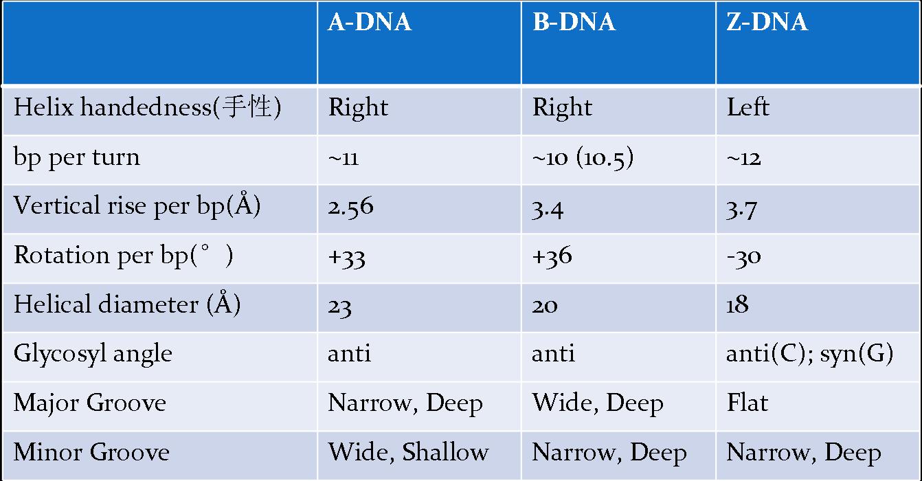 A. B, Z-DNA