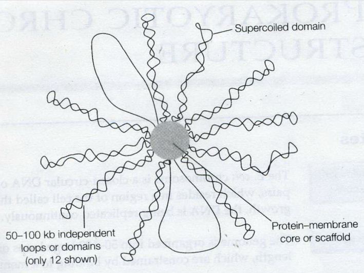 E coli DNA instant notes