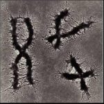 CHROMOSOMES OF EUKARYOTES, shown by prof. Dong