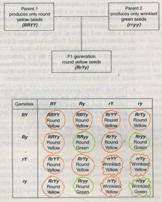 dihybrid cross