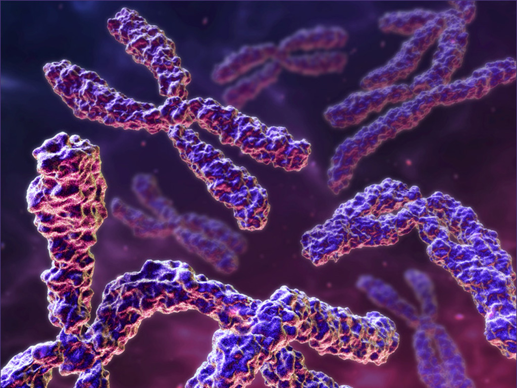 the blueprint of life [6]: Chromosomal Structure of DNA 1