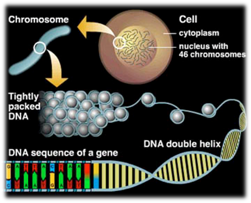 molecular structure of DNA