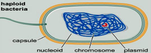 nucleoid