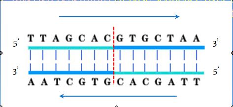 palindromic structure