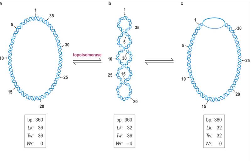 topoisomerase