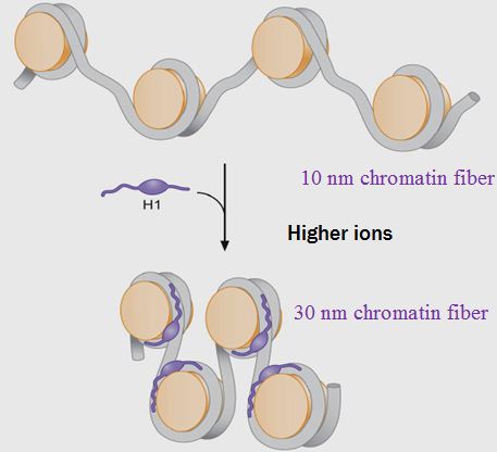 H1 HISTONE, shown by prof. Dong