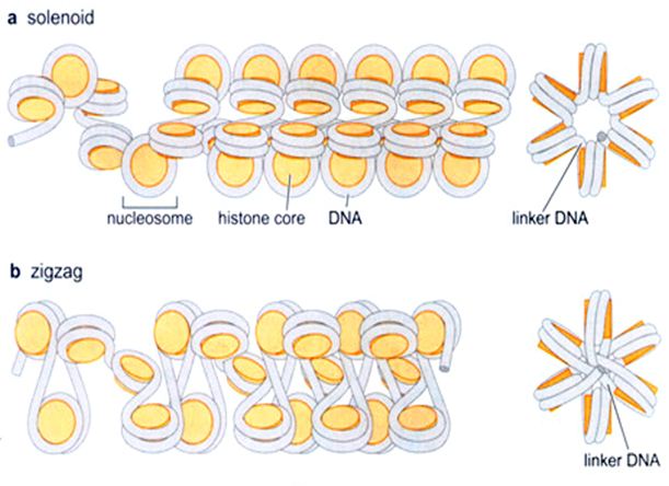 HIGHER ORDER STRUCTURE, shown by prof. Dong