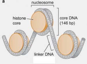 Molecular Biology – AP Biology